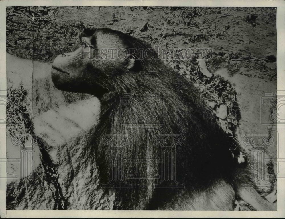 1932 Press Photo Gelada baboon with the gray hair over the temples - nee38493