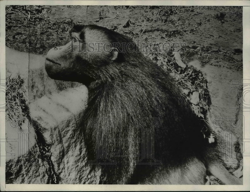 Load image into Gallery viewer, 1932 Press Photo Gelada baboon with the gray hair over the temples - nee38493
