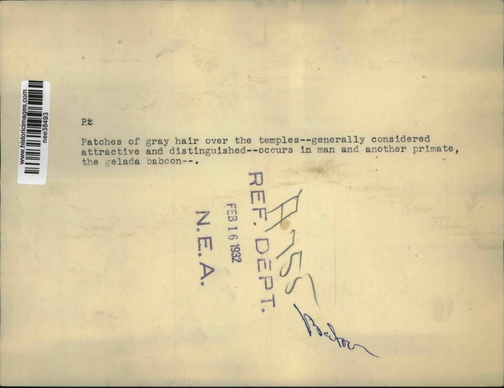 1932 Press Photo Gelada baboon with the gray hair over the temples - nee38493