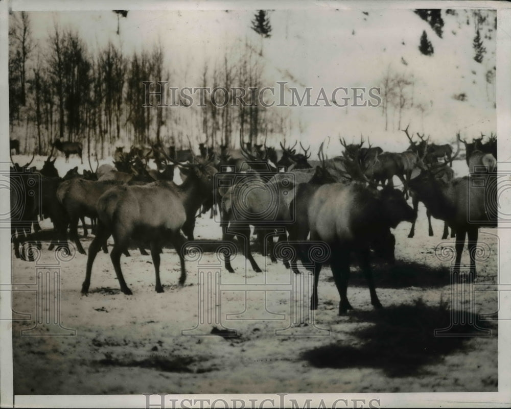 1937 Press Photo World&#39;s largest Elk herd-Teton County Big Game Sanctuary
