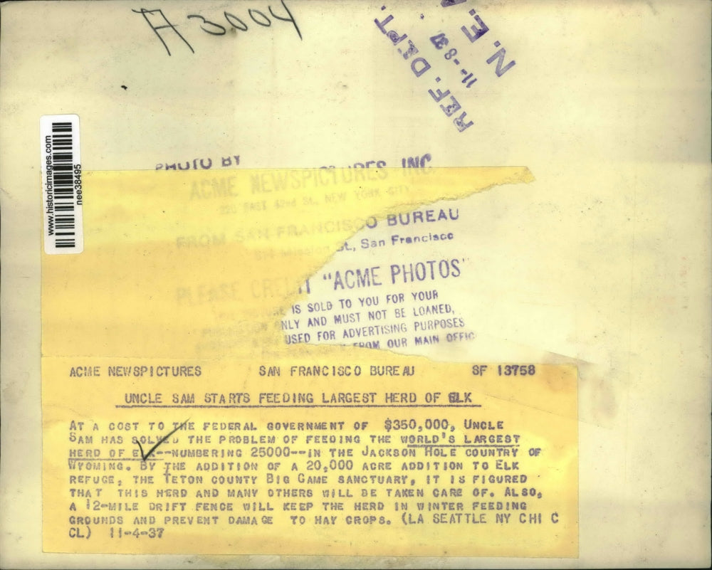 1937 Press Photo World's largest Elk herd-Teton County Big Game Sanctuary