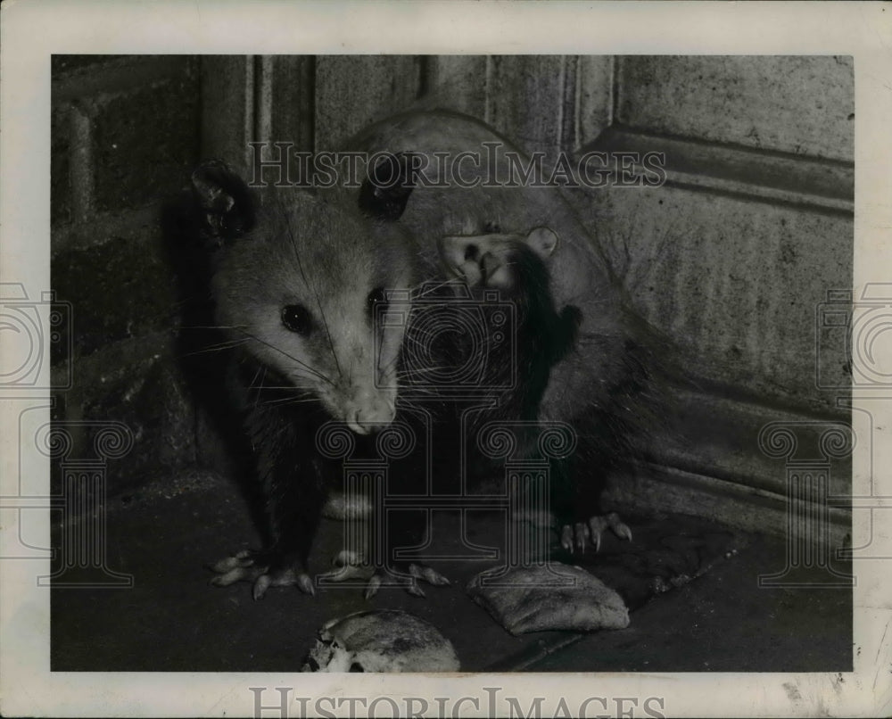 1944 Press Photo Opossum & twins in Jacob Bruchsteiner apartment