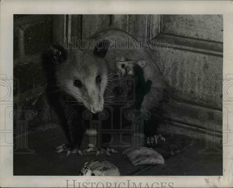 Load image into Gallery viewer, 1944 Press Photo Opossum &amp; twins in Jacob Bruchsteiner apartment
