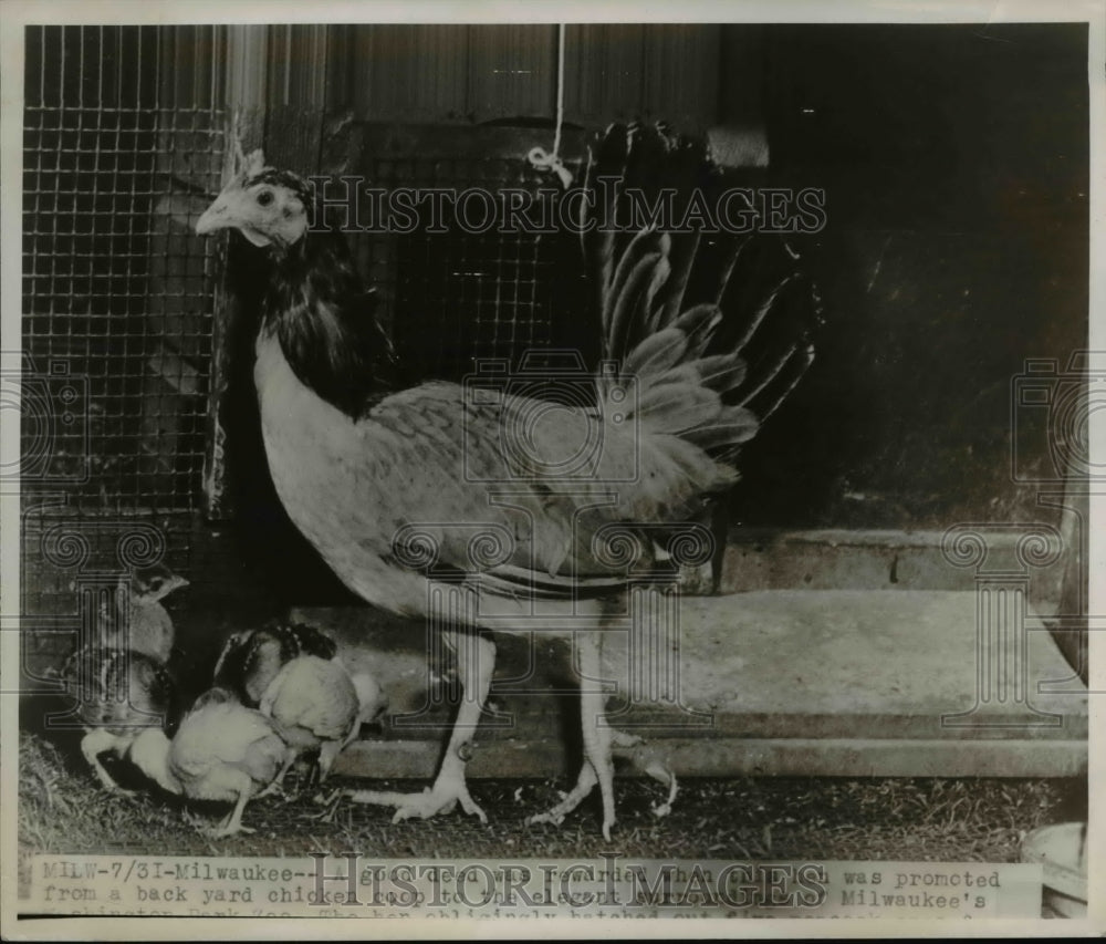 1947 Press Photo Chicken Coop - nee38678