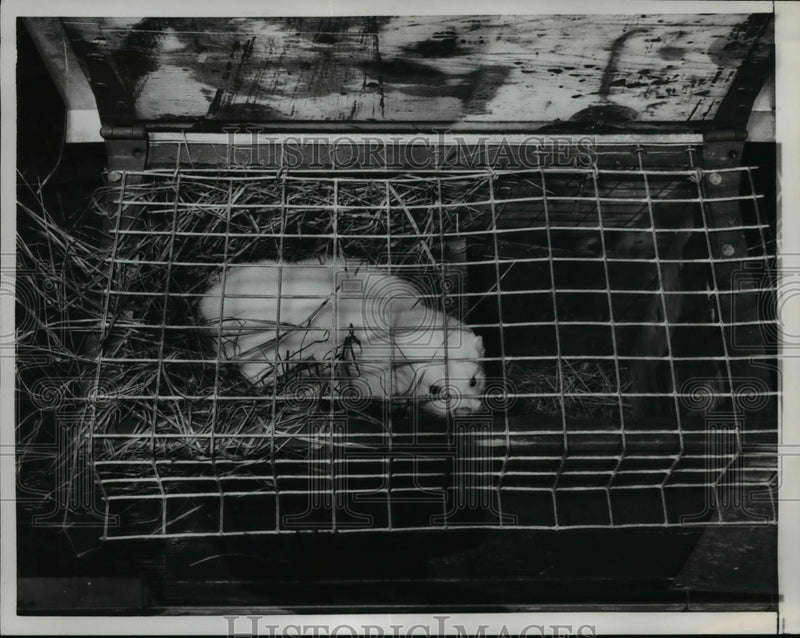 Load image into Gallery viewer, 1959 Press Photo in a cage a Mutated Mink - nee38710
