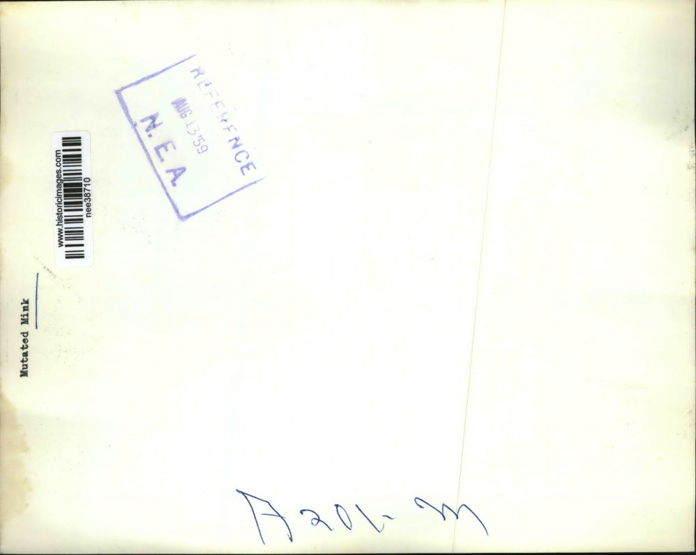 1959 Press Photo in a cage a Mutated Mink - nee38710