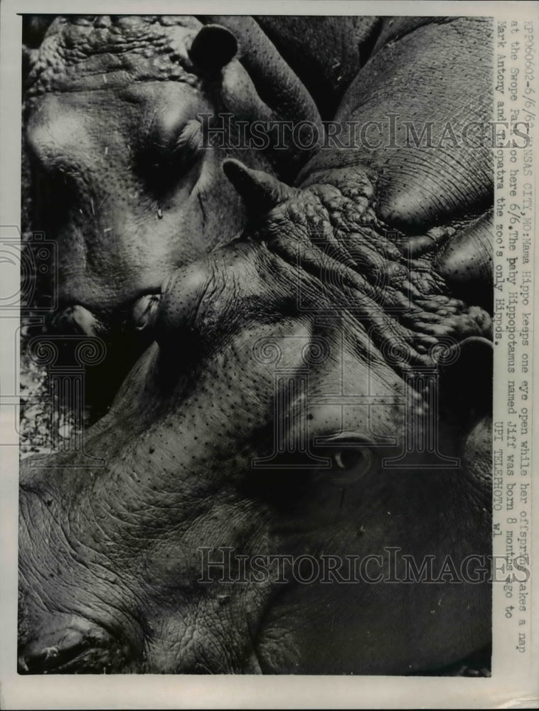 Load image into Gallery viewer, 1962 Press Photo Mama Hippo keeps eye open as offspring nap - nee38759
