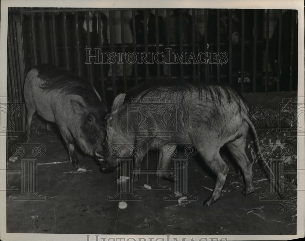 1948 Press Photo Wart Hogs at Zoo - nee39962