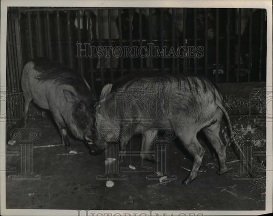 1948 Press Photo Wart Hogs at Zoo - nee39962