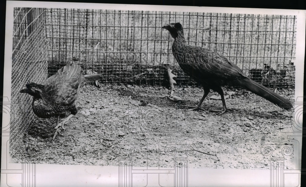 1965 Press Photo Salriu razor-filled currasows - nee39966
