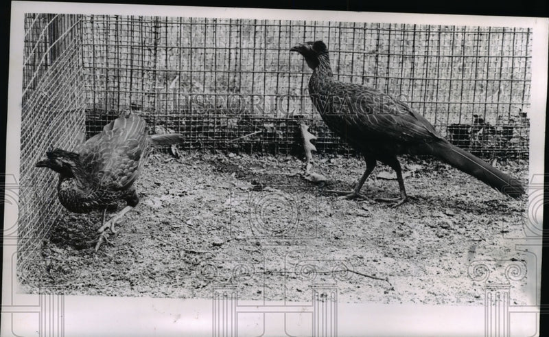 Load image into Gallery viewer, 1965 Press Photo Salriu razor-filled currasows - nee39966
