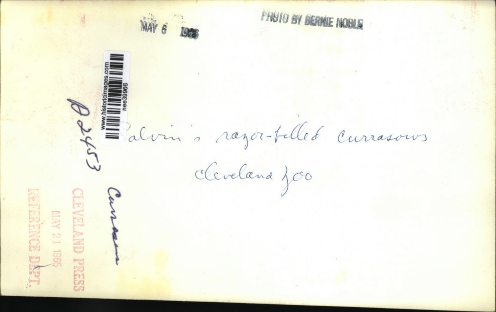 1965 Press Photo Salriu razor-filled currasows - nee39966