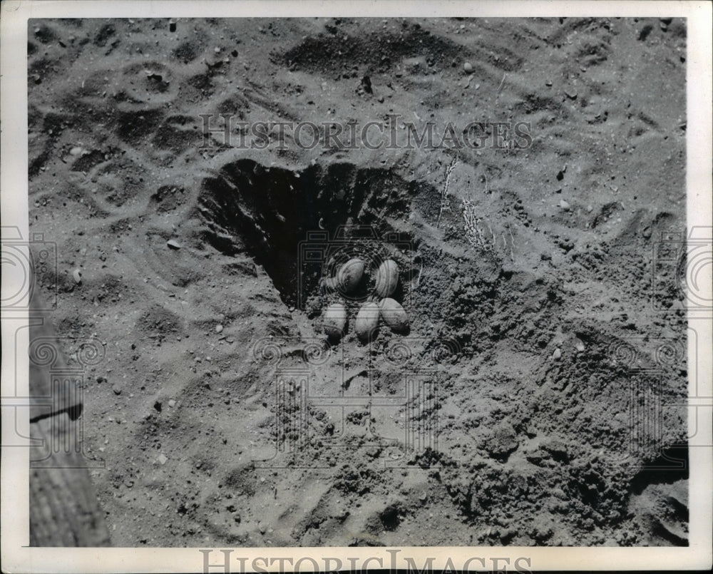 1944 Press Photo A nest at Piver's Island that contains five eggs - nee40201