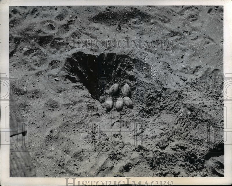 Load image into Gallery viewer, 1944 Press Photo A nest at Piver's Island that contains five eggs - nee40201
