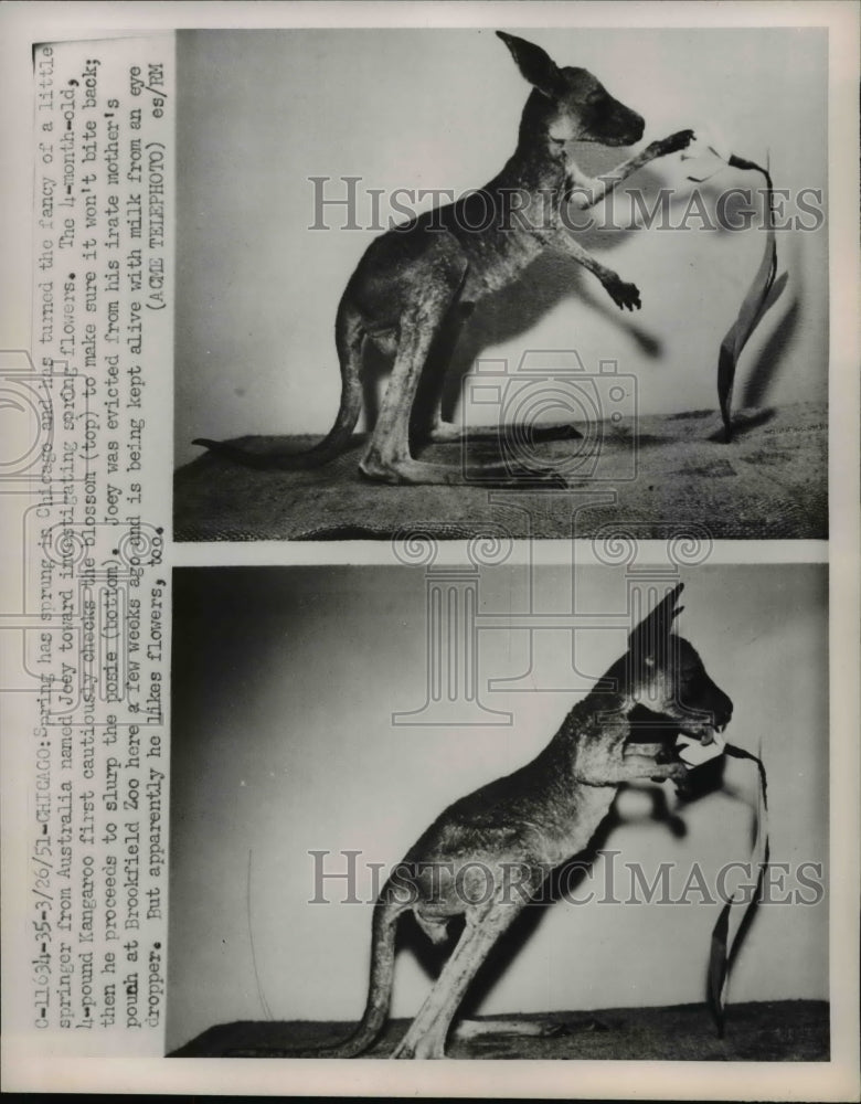 1951 Press Photo Joey Kangaroo at Brookfield Zoo, kept alive with Milk, Chicago