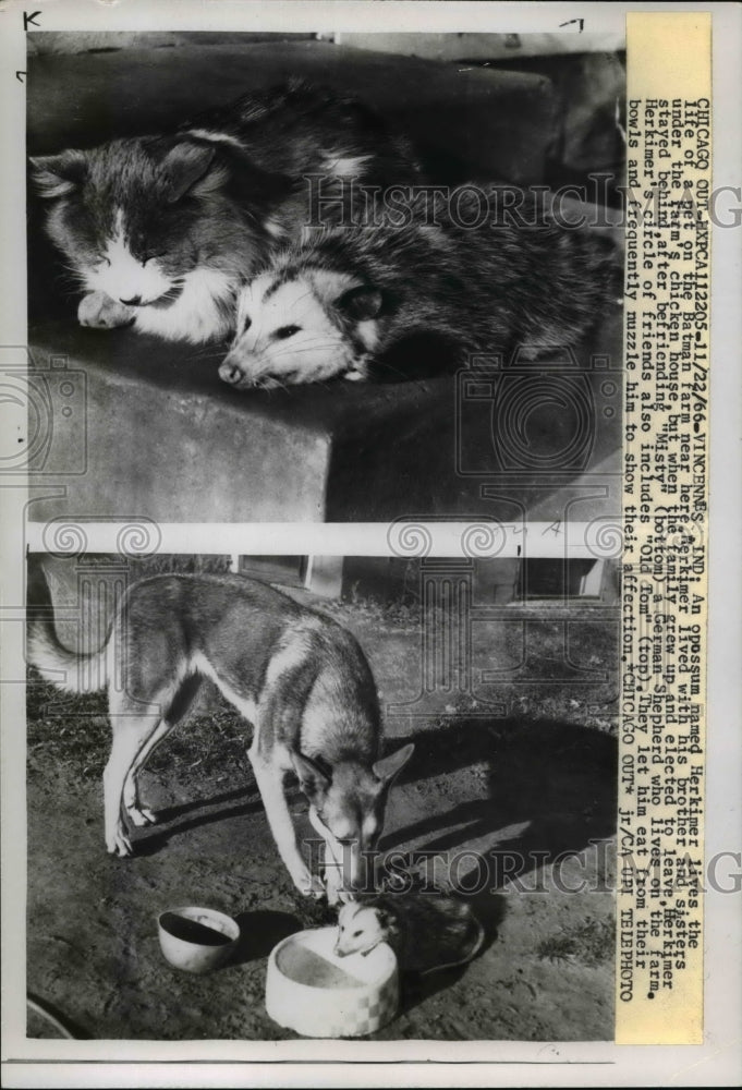 1966 Press Photo Herkimer, Misty & Old Tom at Batman Farm, Vincennes, Indiana