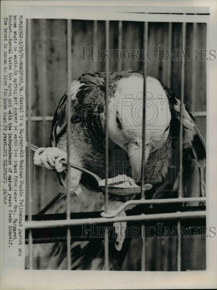 1970 Press Photo Rascal, 34-yr old Mexican Double Yellowhead Parrot, Bradford,PA