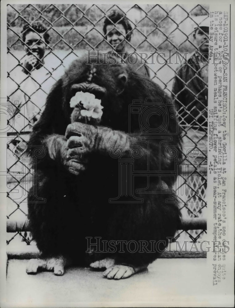 1960 Press Photo Joey the gorilla at San Francisco Zoo, smells flowers he holds