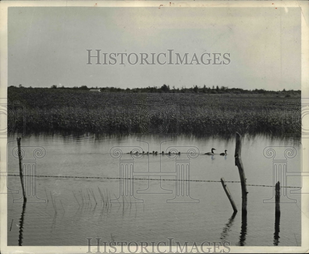 1940 Press Photo Canvas Back Ducks Mom &amp; Dad with Ducklings in Canada- Historic Images