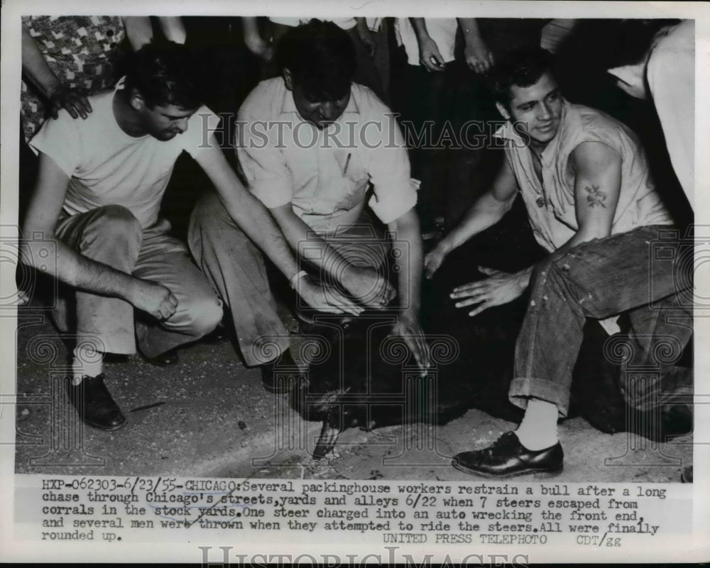 1955 Press Photo of three packinghouse workers restraining a bull after the