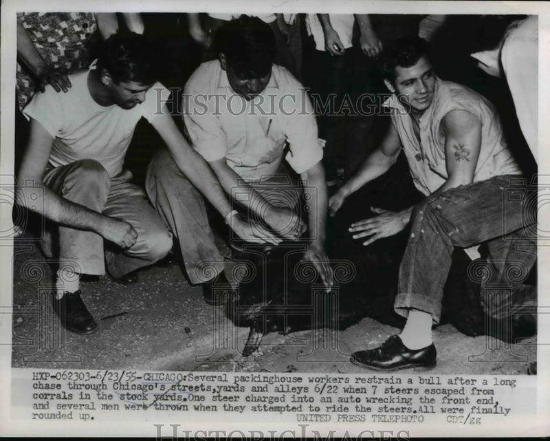 Load image into Gallery viewer, 1955 Press Photo of three packinghouse workers restraining a bull after the

