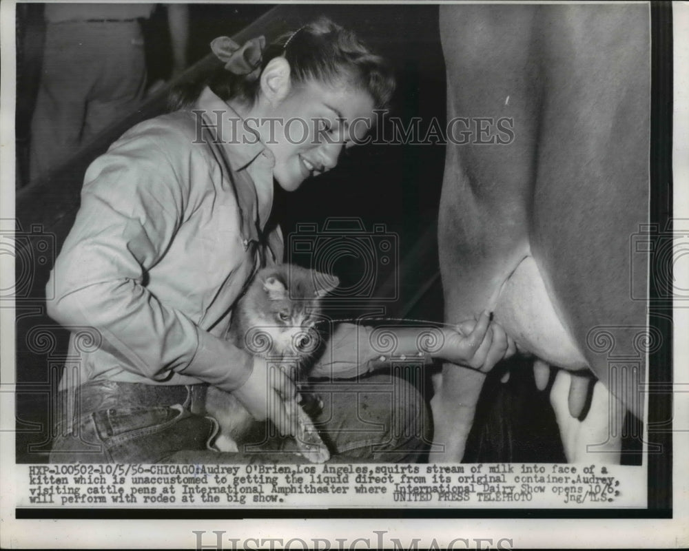 1956 Press Photo Audrey O&#39;Brien Gives Kitten Milk Straight from Cow in Chicago- Historic Images