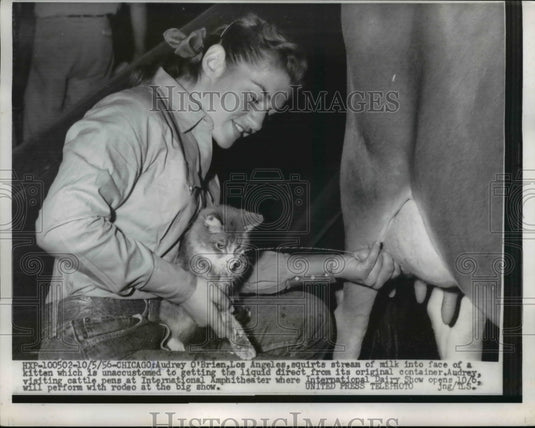 1956 Press Photo Audrey O'Brien Gives Kitten Milk Straight from Cow in Chicago- Historic Images