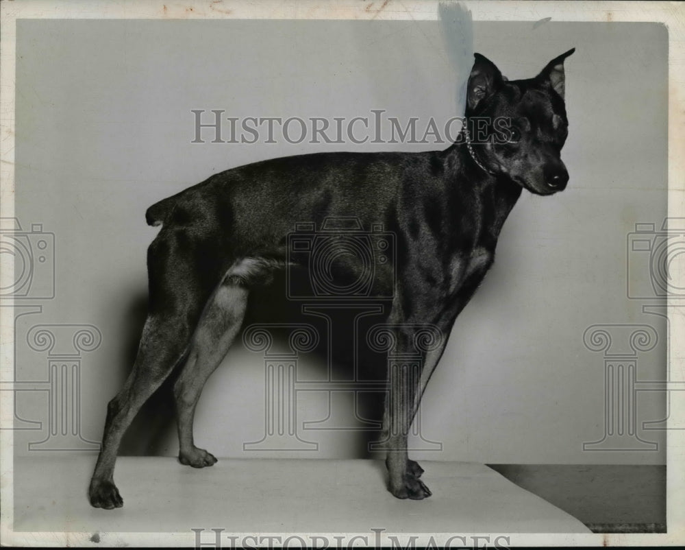 1942 Press Photo Miniature Pincher, Little Prince - nee40919