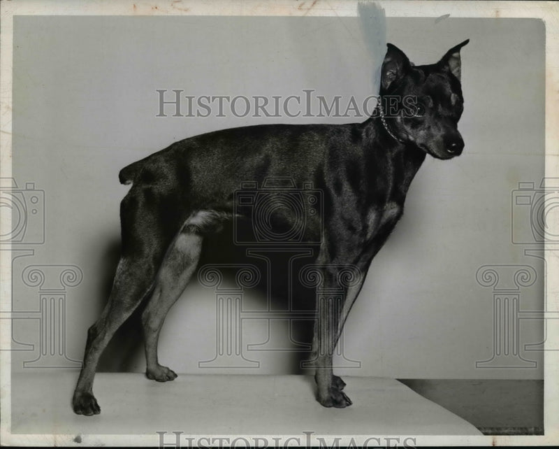 Load image into Gallery viewer, 1942 Press Photo Miniature Pincher, Little Prince - nee40919
