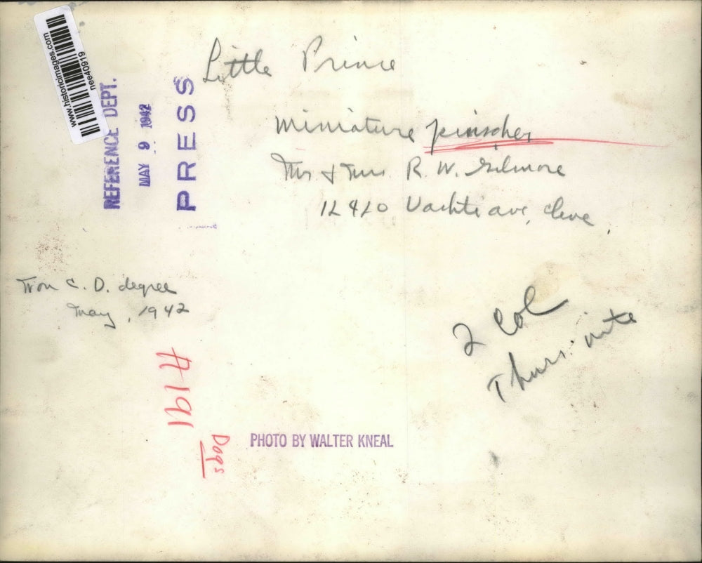 1942 Press Photo Miniature Pincher, Little Prince - nee40919
