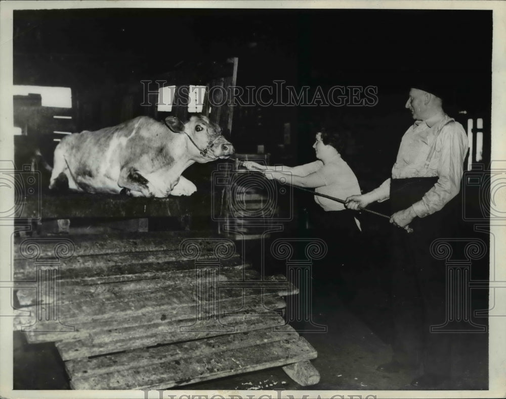 1937 Press Photo Daisy the cow wont budge, Elva Kooistro, Dick Van Woeroon