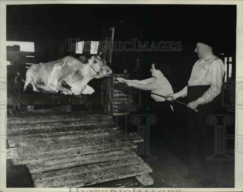 Load image into Gallery viewer, 1937 Press Photo Daisy the cow wont budge, Elva Kooistro, Dick Van Woeroon
