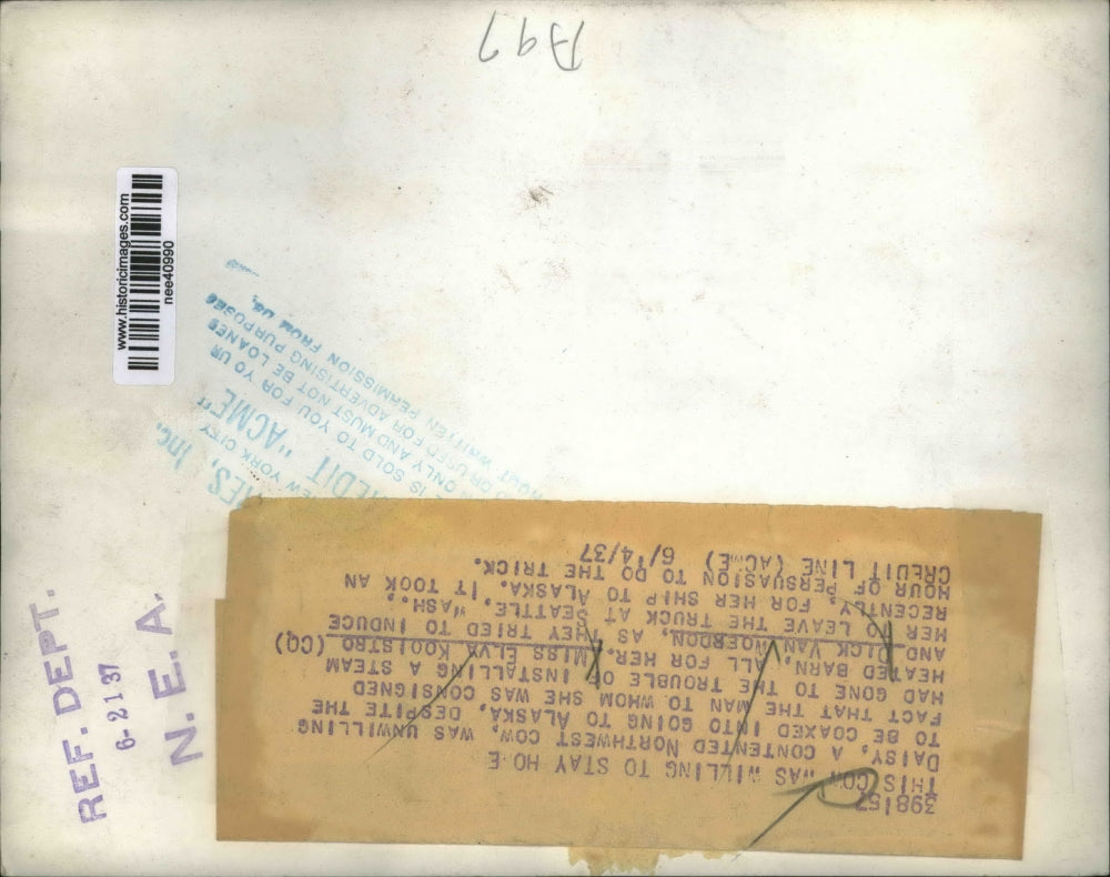 1937 Press Photo Daisy the cow wont budge, Elva Kooistro, Dick Van Woeroon