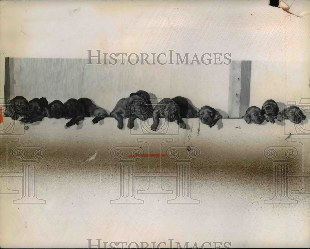 1950 Press Photo 13 Irish Setter puppies, owner Wm. Brimmir Mayfield Village
