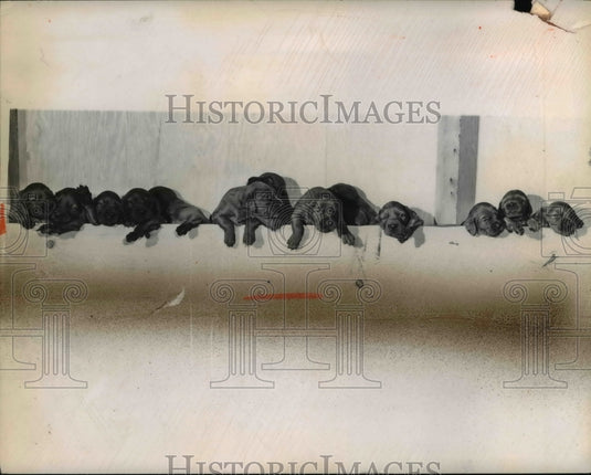 1950 Press Photo 13 Irish Setter puppies, owner Wm. Brimmir Mayfield Village
