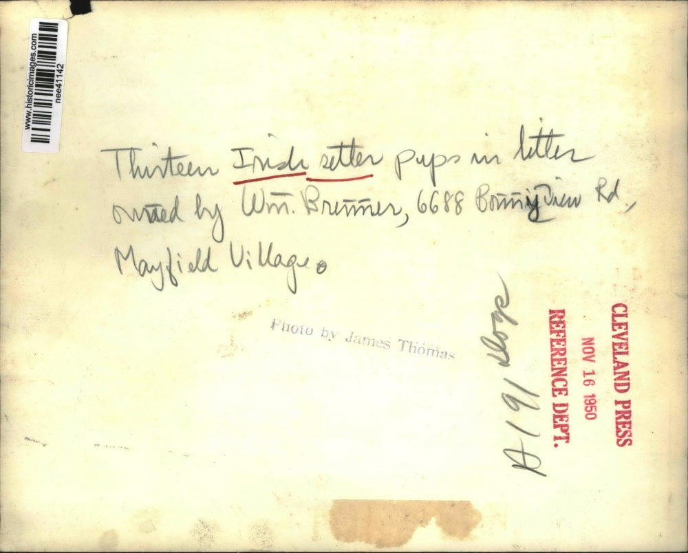 1950 Press Photo 13 Irish Setter puppies, owner Wm. Brimmir Mayfield Village