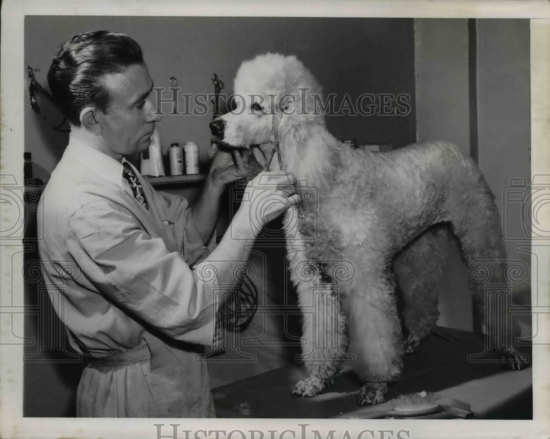 Load image into Gallery viewer, 1949 Press Photo Poodles Specialty Shop -man grooming poodle - nee41536
