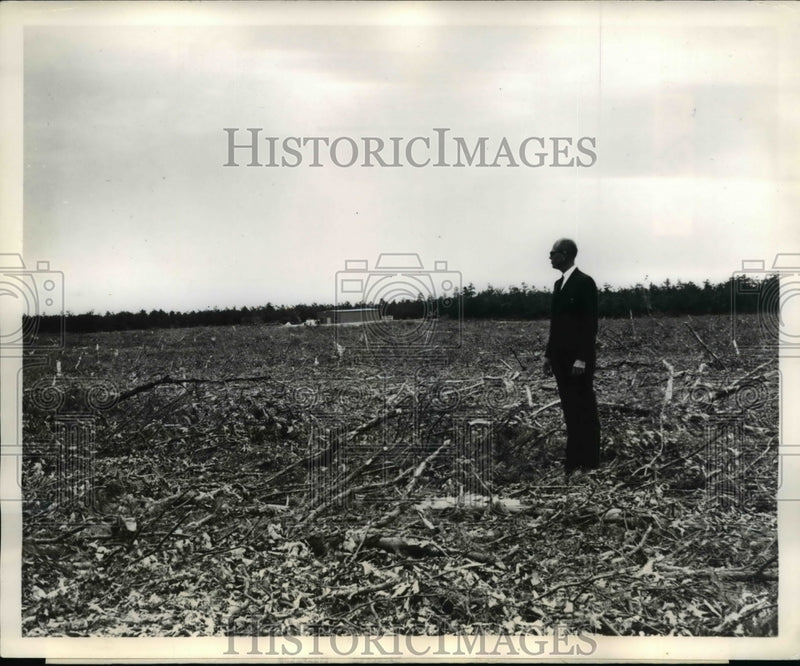 Load image into Gallery viewer, 1950 Press Photo A man looks over what was forest around Atlantic City Airport.
