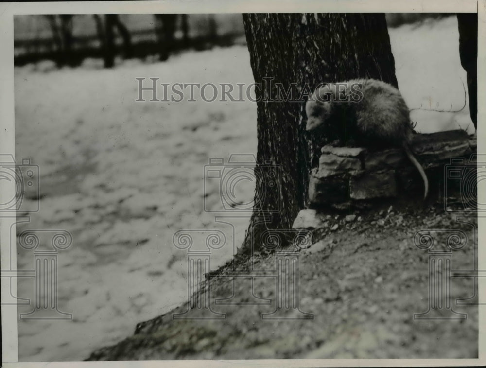 1936 Press Photo Possum Flood Refugee Olentangy River, Columbus, Ohio