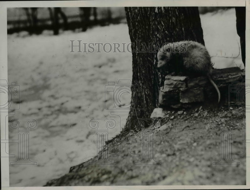 Load image into Gallery viewer, 1936 Press Photo Possum Flood Refugee Olentangy River, Columbus, Ohio
