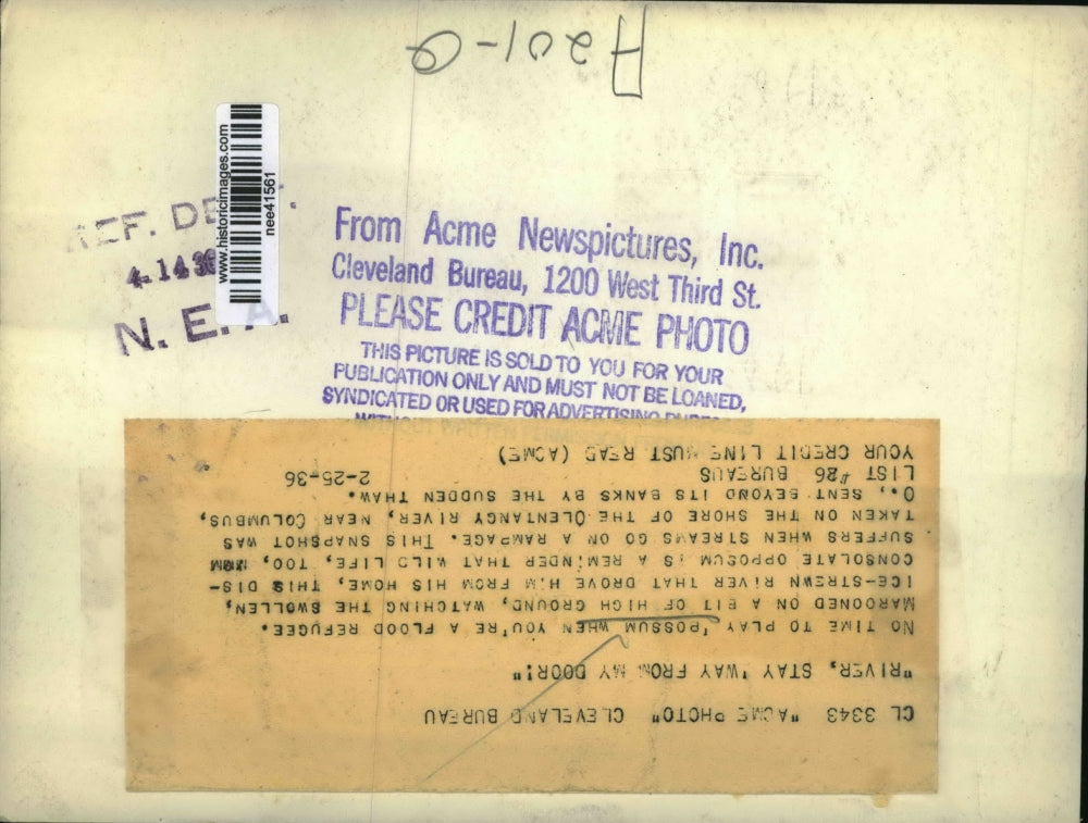 1936 Press Photo Possum Flood Refugee Olentangy River, Columbus, Ohio