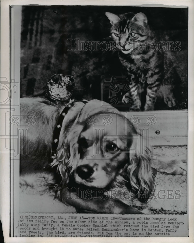 Load image into Gallery viewer, 1961 Press Photo Shreveport LA Tweety the robins sits atop Taffy the spaniel.
