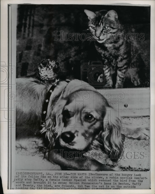 1961 Press Photo Shreveport LA Tweety the robins sits atop Taffy the spaniel.