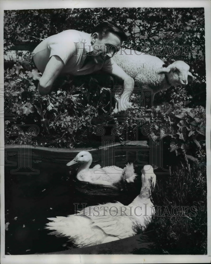 1959 Press Photo Pond ducks in Parkers Yard, Lamb with Ken from Kiddie Zoo