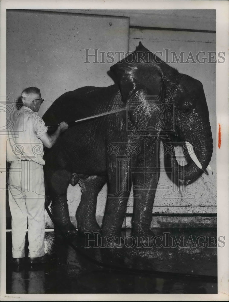 1960 Press Photo Man giving elephant a bath - nee41719
