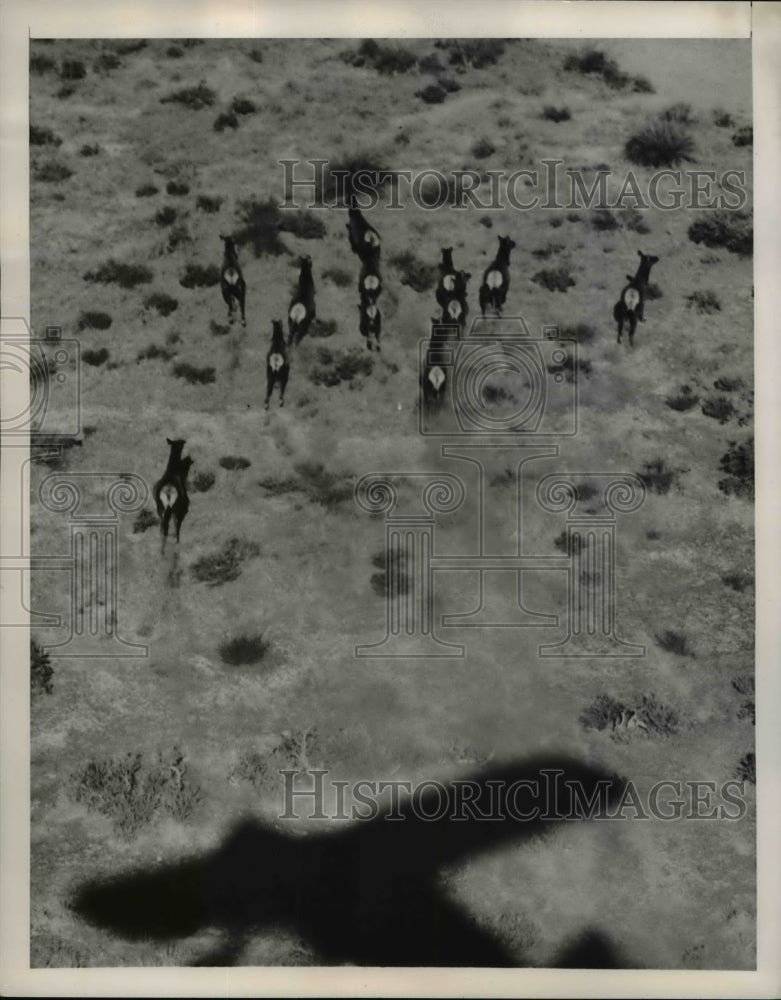 Load image into Gallery viewer, 1949 Press Photo Small Herd of Elk Dash as Plane Flies Over in California
