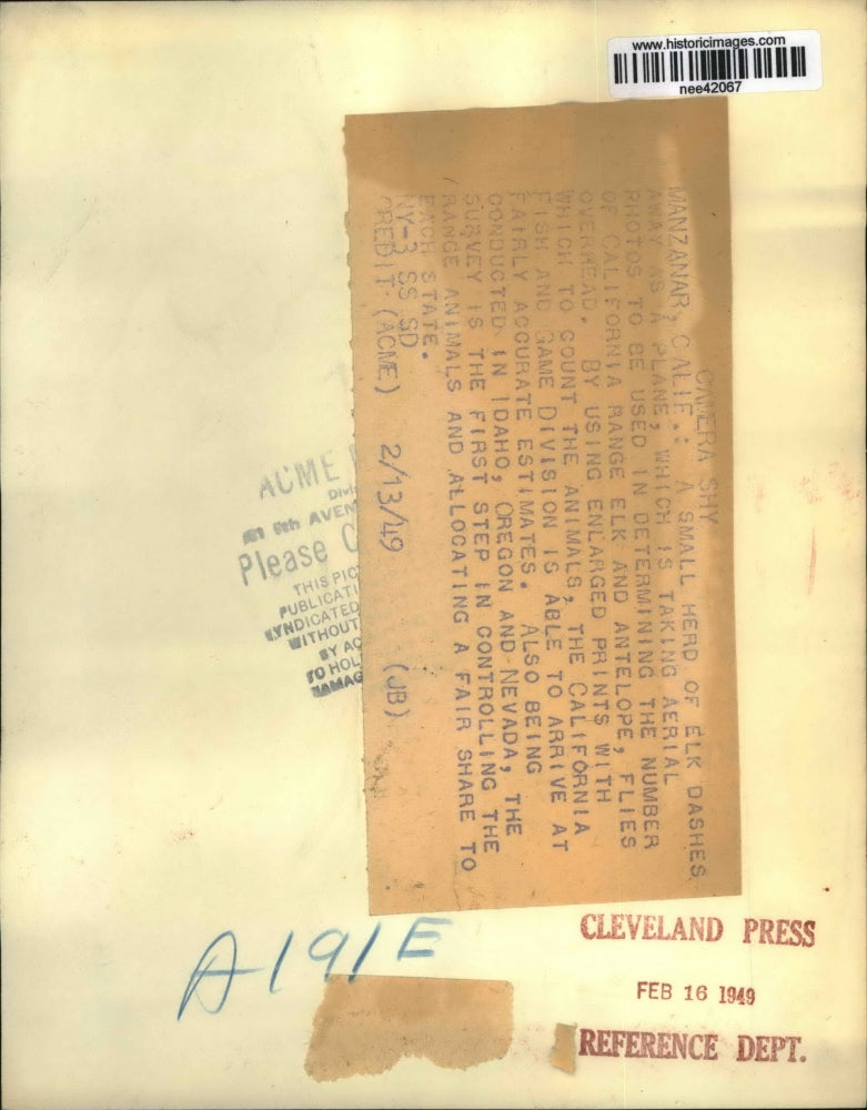 1949 Press Photo Small Herd of Elk Dash as Plane Flies Over in California