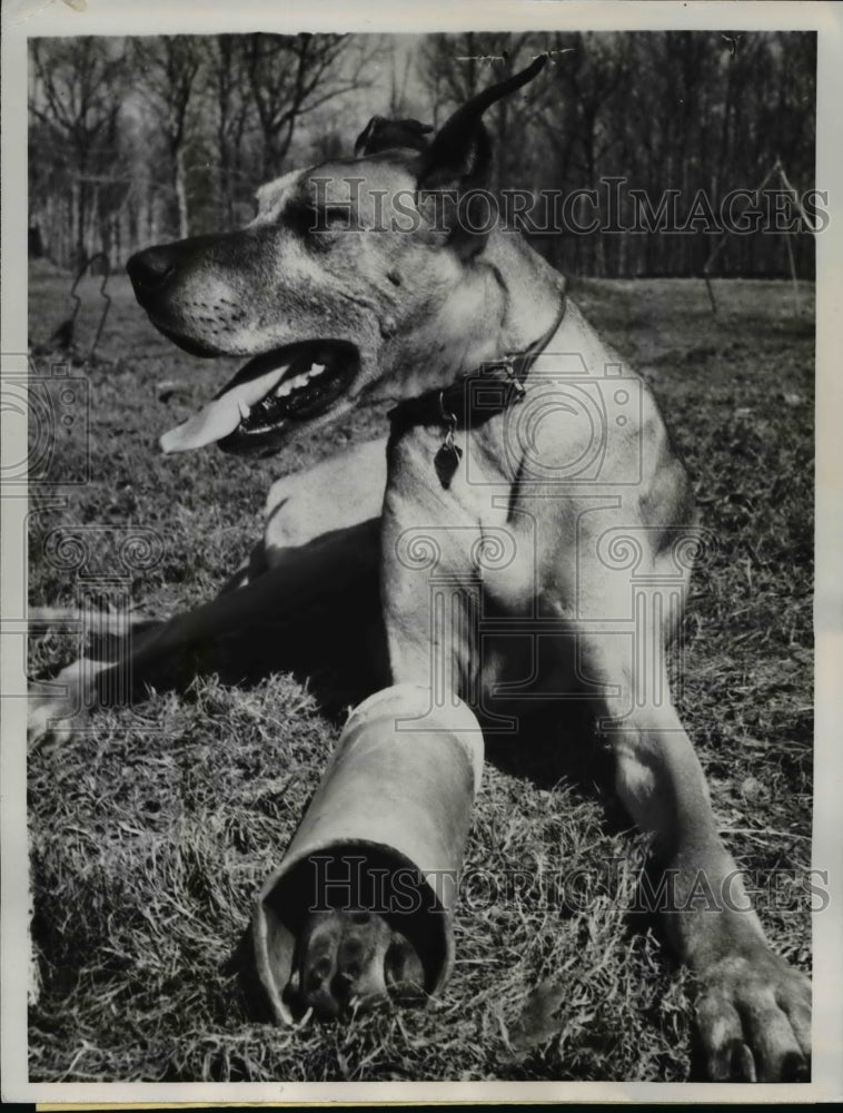 Load image into Gallery viewer, 1961 Press Photo Olney Md Jody four year old Great Dane gets around nicely.
