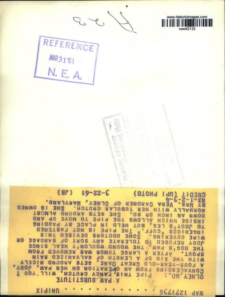 1961 Press Photo Olney Md Jody four year old Great Dane gets around nicely.