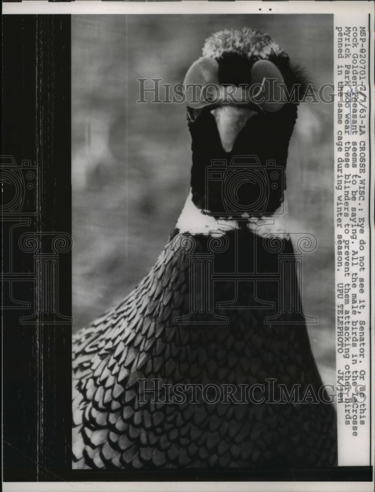 Load image into Gallery viewer, 1963 Press Photo Cock Golden Pheasant wears blinders in LaCrosse Myrick Park Zoo
